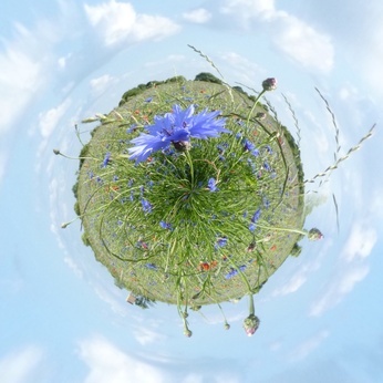 umweltmanagement blumen wiese